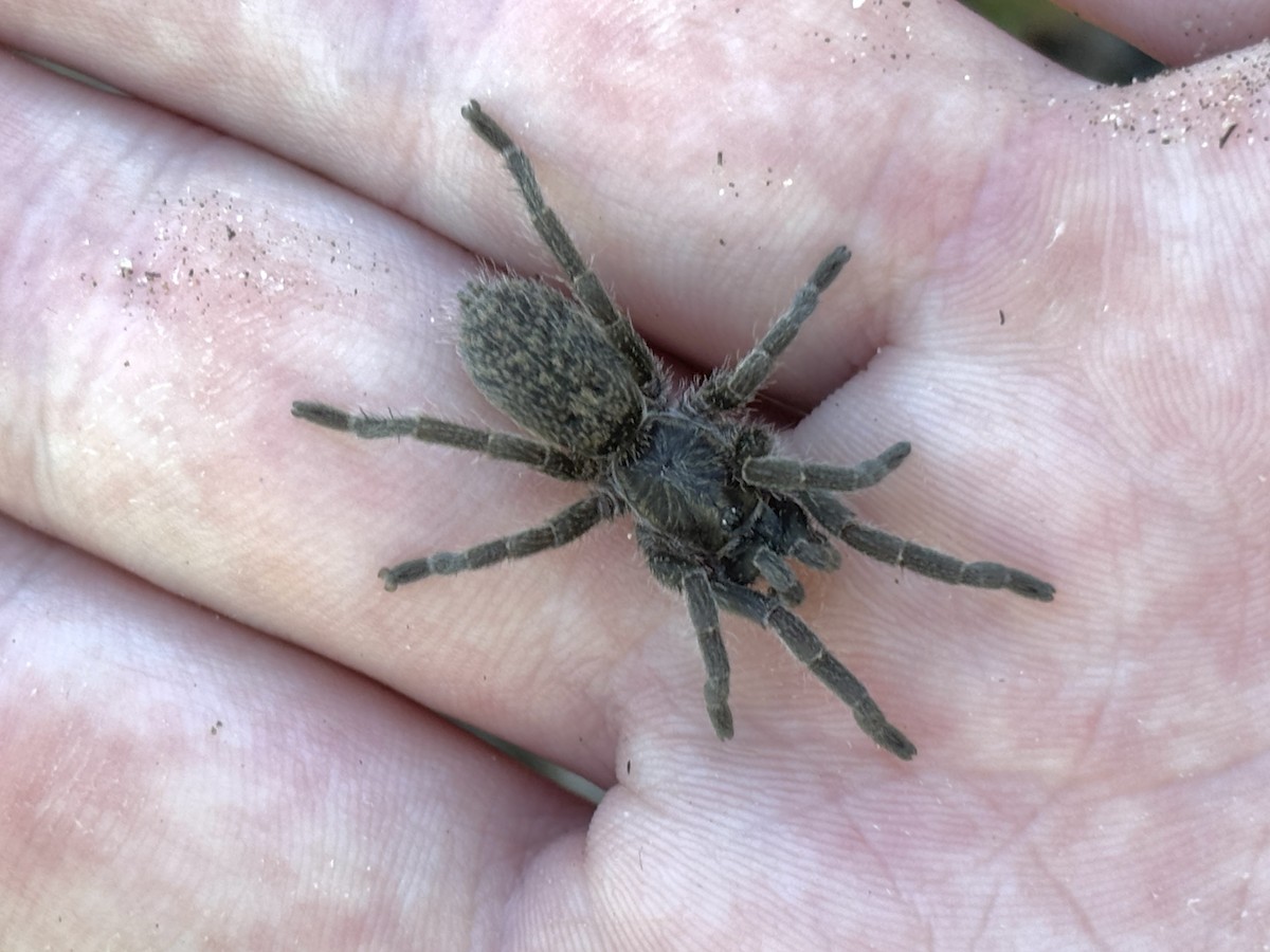 Table Mountain Golden Baboon Spider - ML643945156