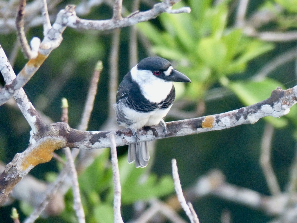 ギアナオオガシラ - ML643945159