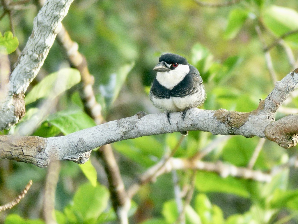 ギアナオオガシラ - ML643945160