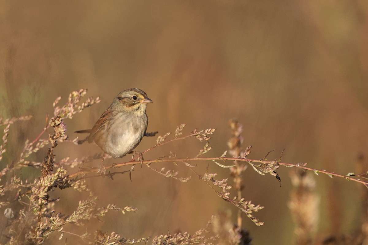 Swamp Sparrow - ML643945163