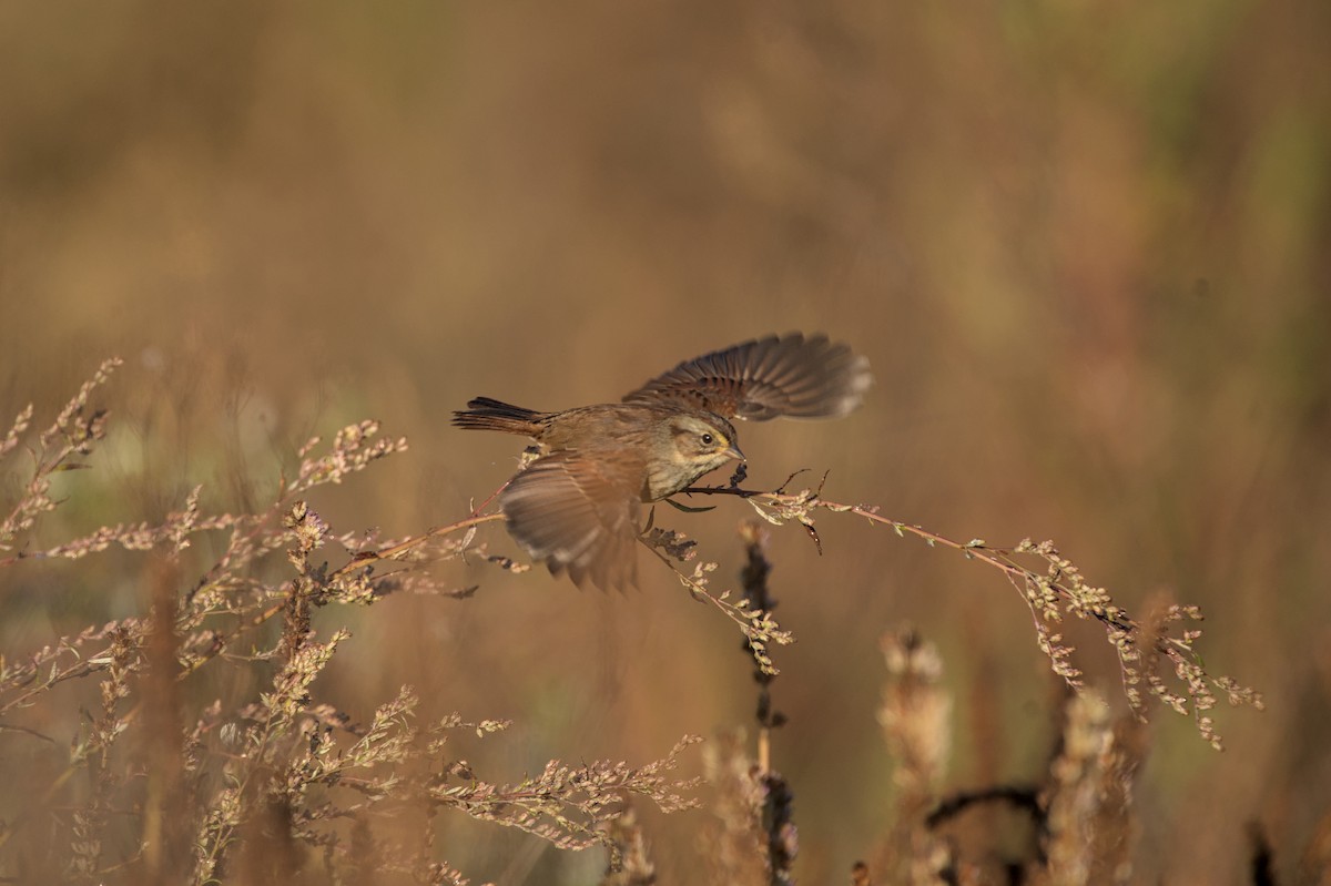Swamp Sparrow - ML643945165