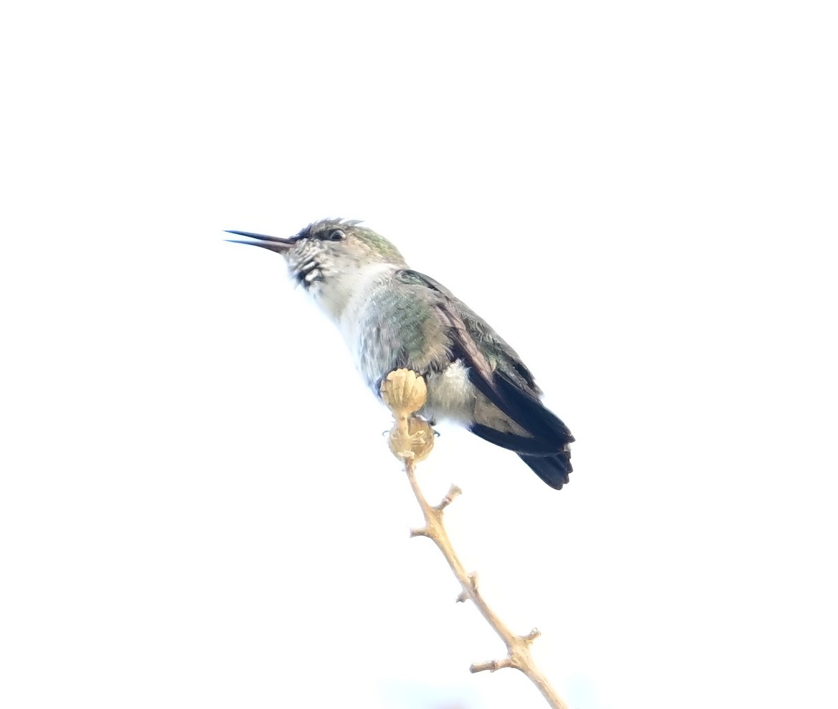 コビトハチドリ - ML643945205