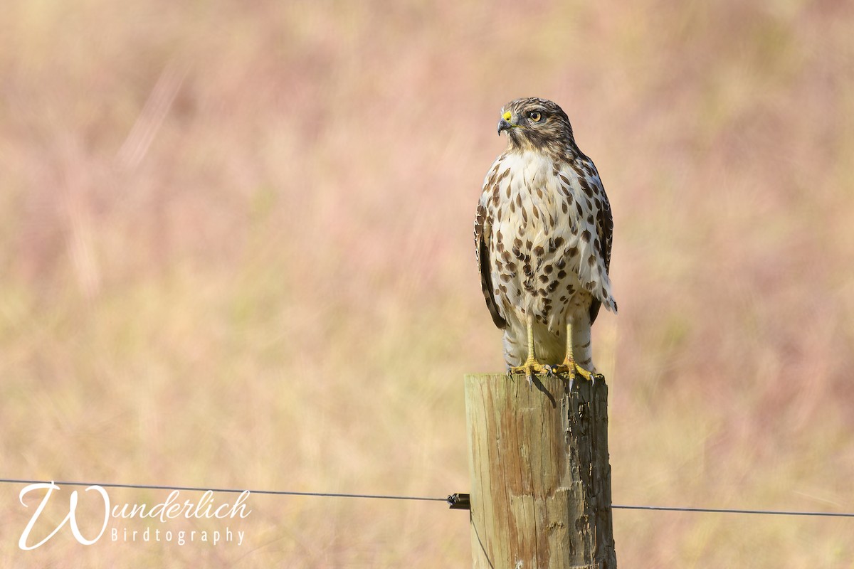 Red-shouldered Hawk - ML643945216