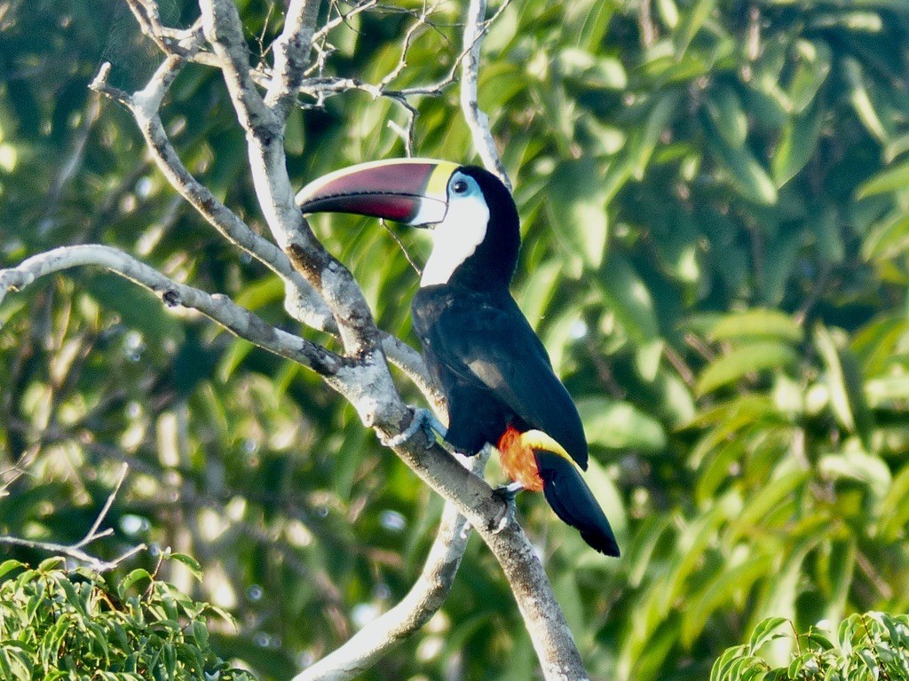 White-throated Toucan - ML643945223