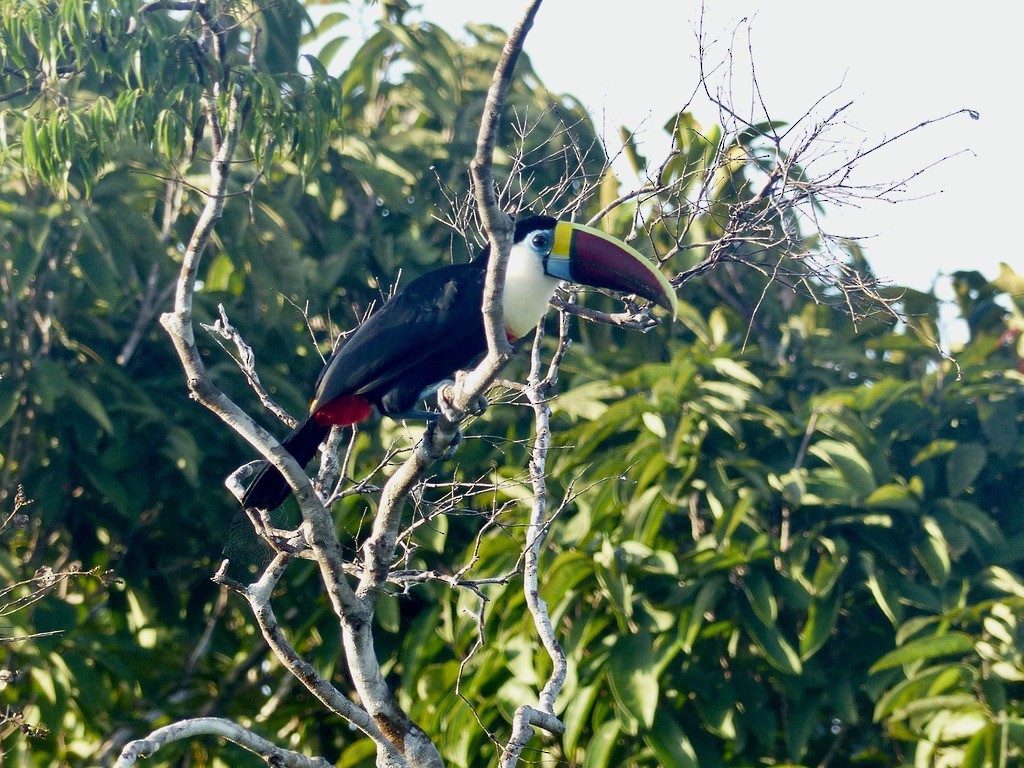 White-throated Toucan - ML643945224