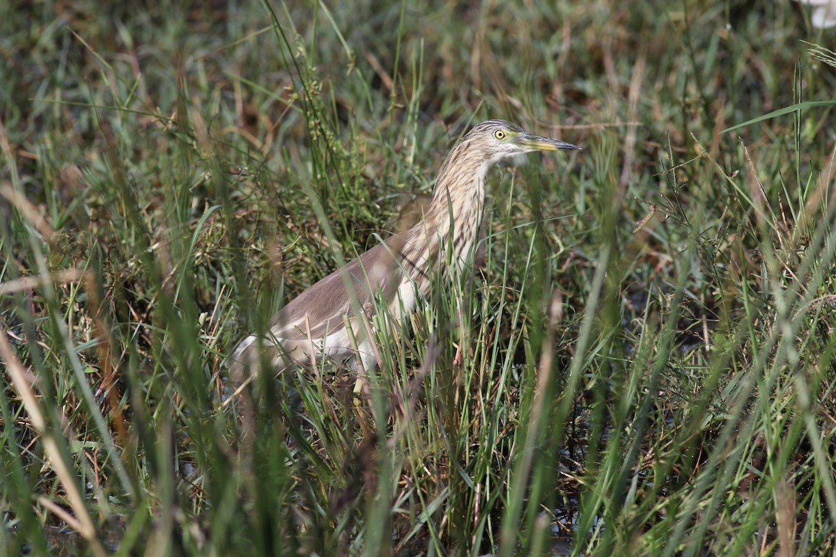 Indian Pond-Heron - ML643945272