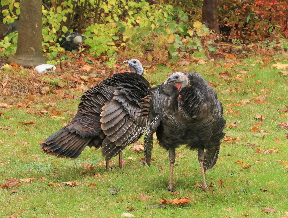 Wild Turkey - ML643945295