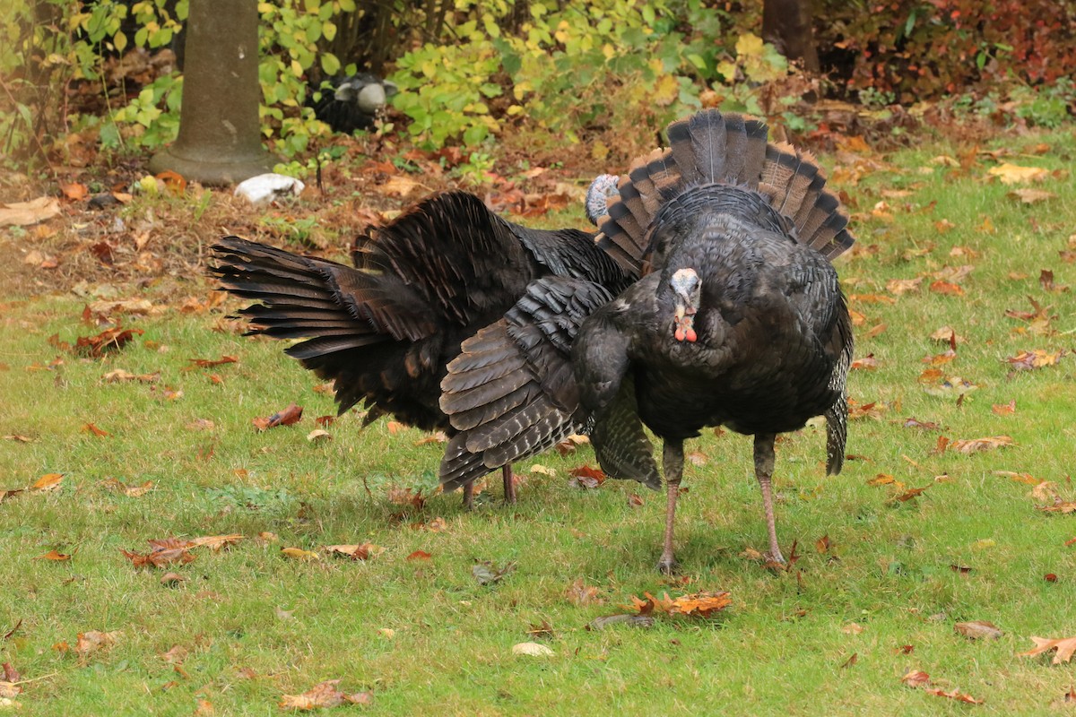 Wild Turkey - ML643945299