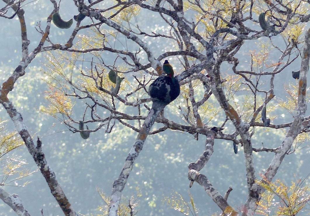 Guianan Toucanet - ML643945311