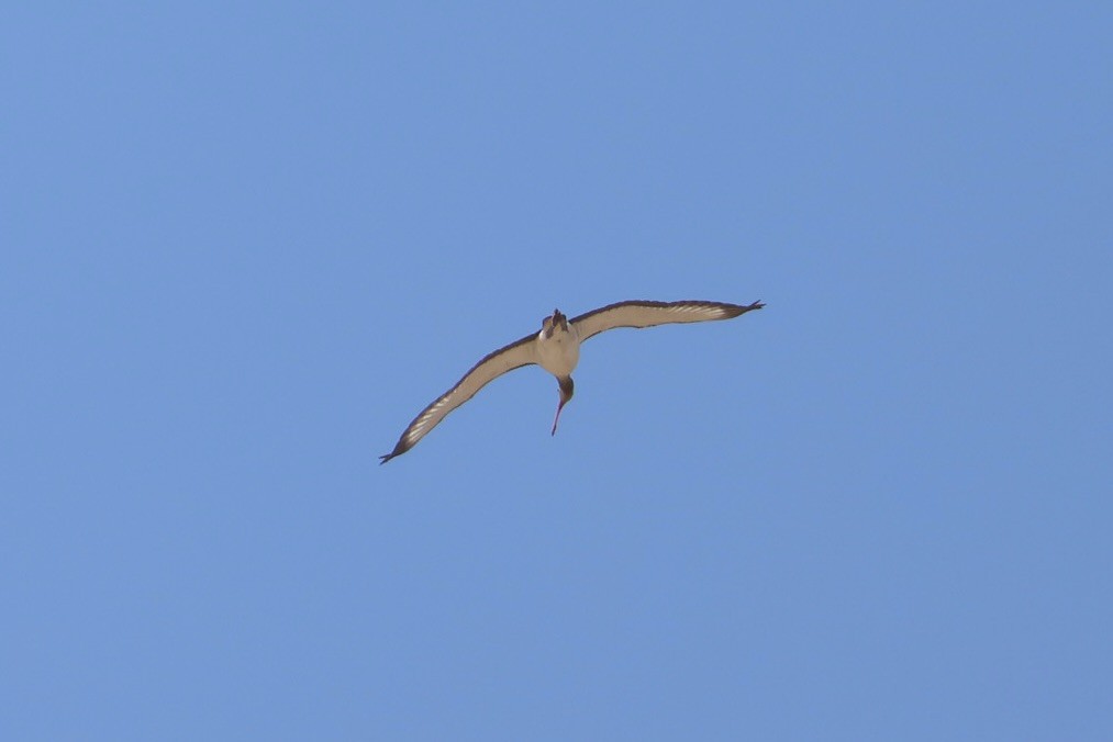 White Ibis - ML643945314