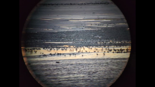 Red Knot - ML643945316