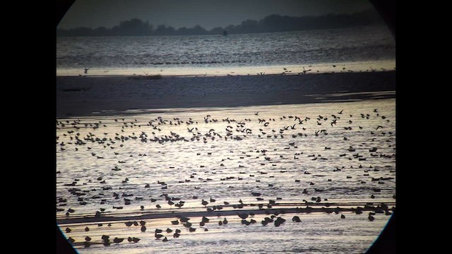 Red Knot - ML643945317
