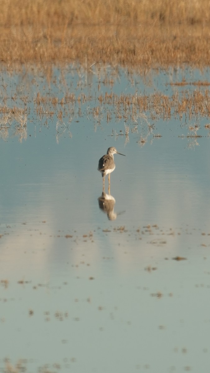 Greater Yellowlegs - ML643945318