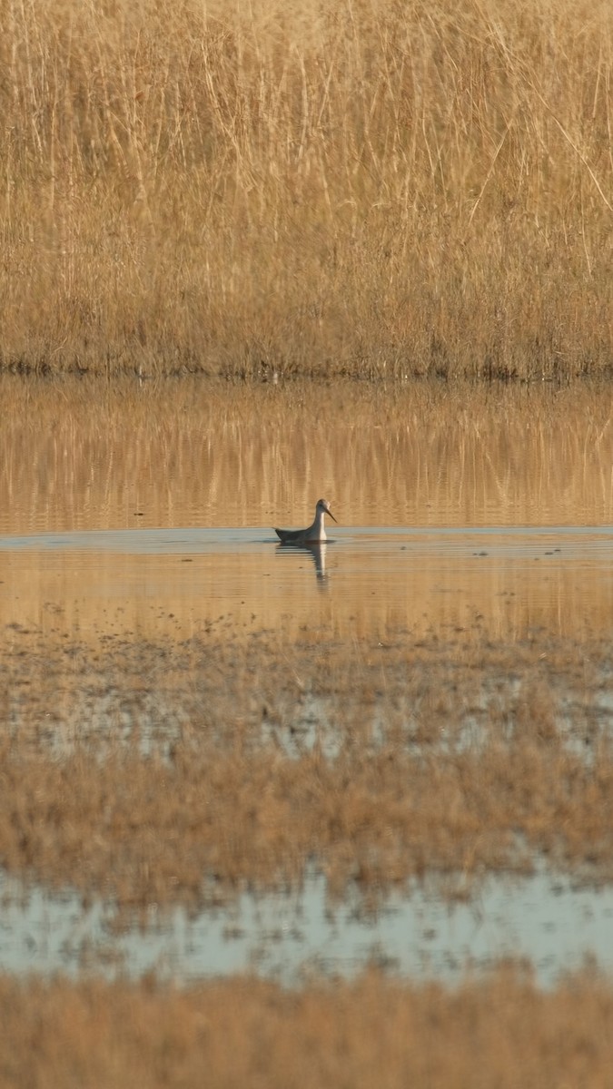 Greater Yellowlegs - ML643945319