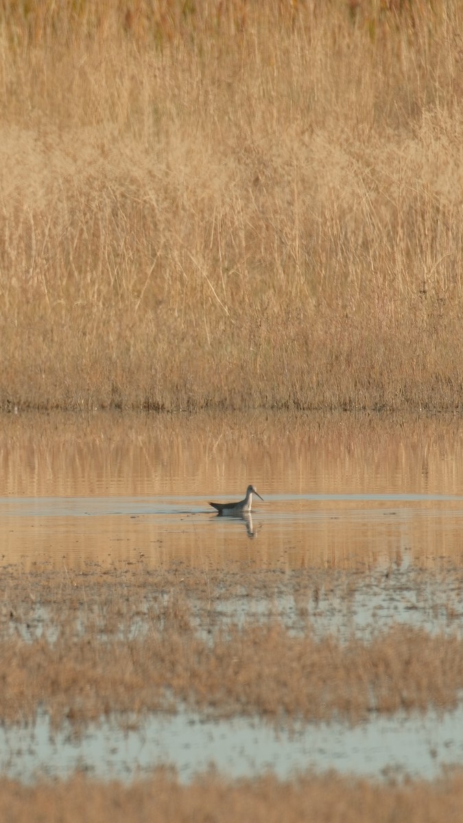 Greater Yellowlegs - ML643945320
