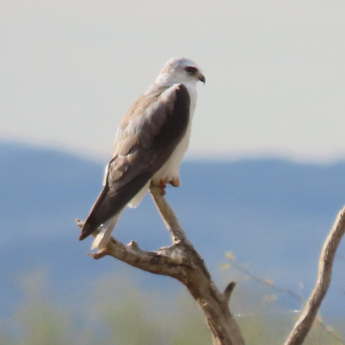 White-tailed Kite - ML643945325