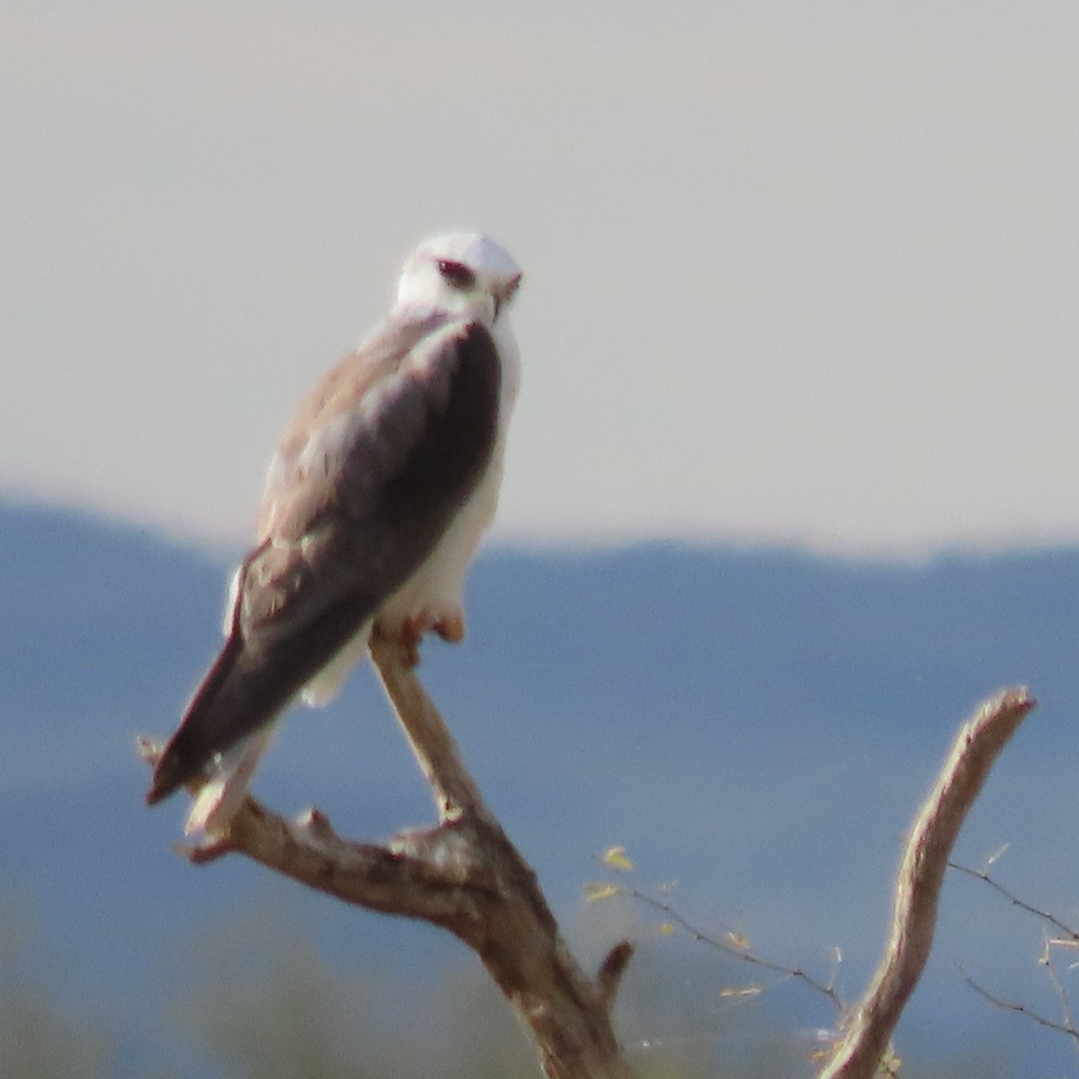 White-tailed Kite - ML643945326