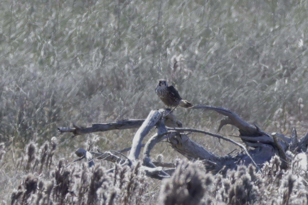 Peregrine Falcon (North American) - ML643945327