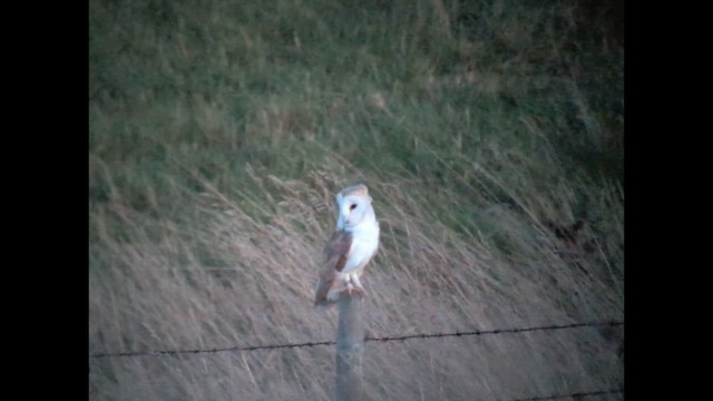 Western Barn Owl - ML643945338