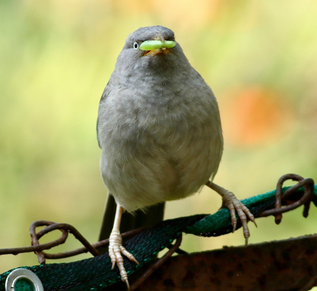 Cratérope de brousse - ML643945342