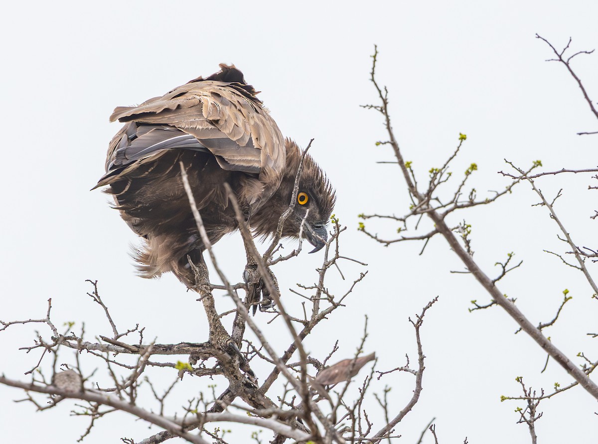 Brown Snake-Eagle - ML643945360