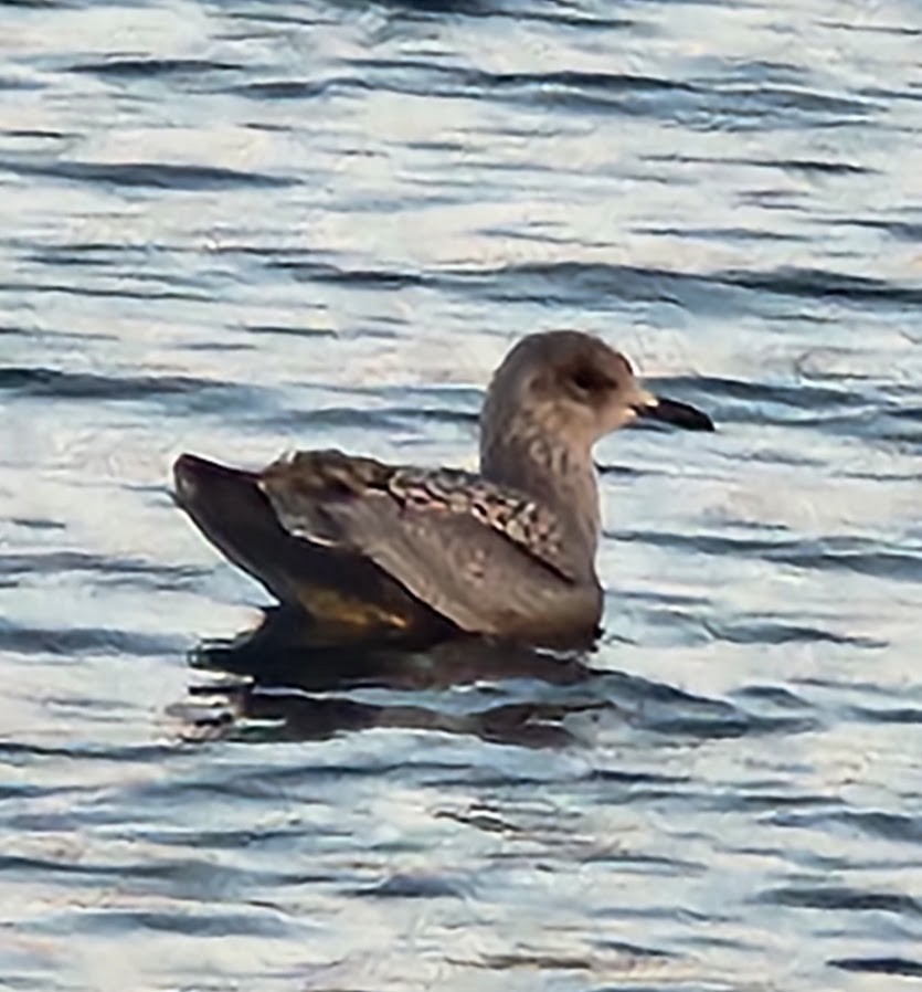 American Herring Gull - ML643945368