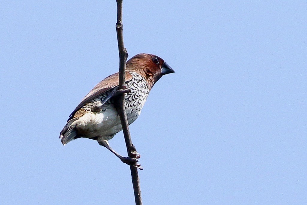 Capucin damier - ML643945372