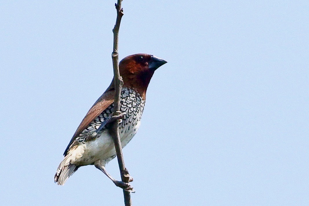 Capucin damier - ML643945373