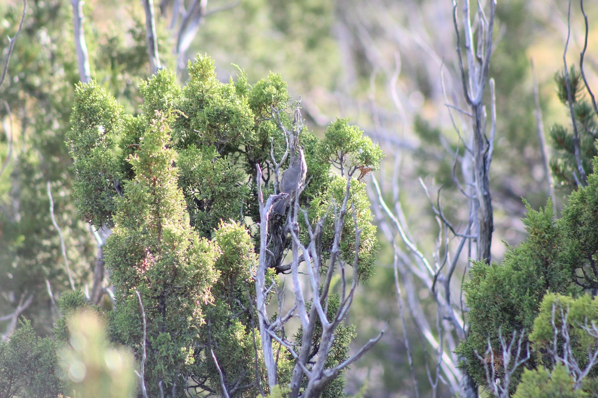 Mésange des genévriers - ML643945379