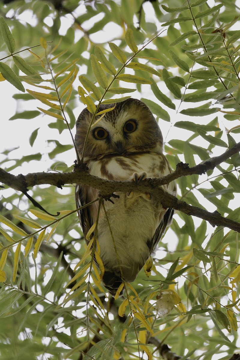 Northern Saw-whet Owl - ML643945391