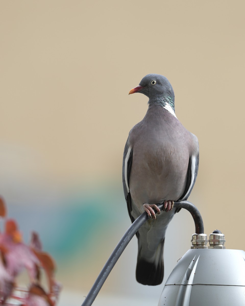 Pigeon ramier - ML643945408