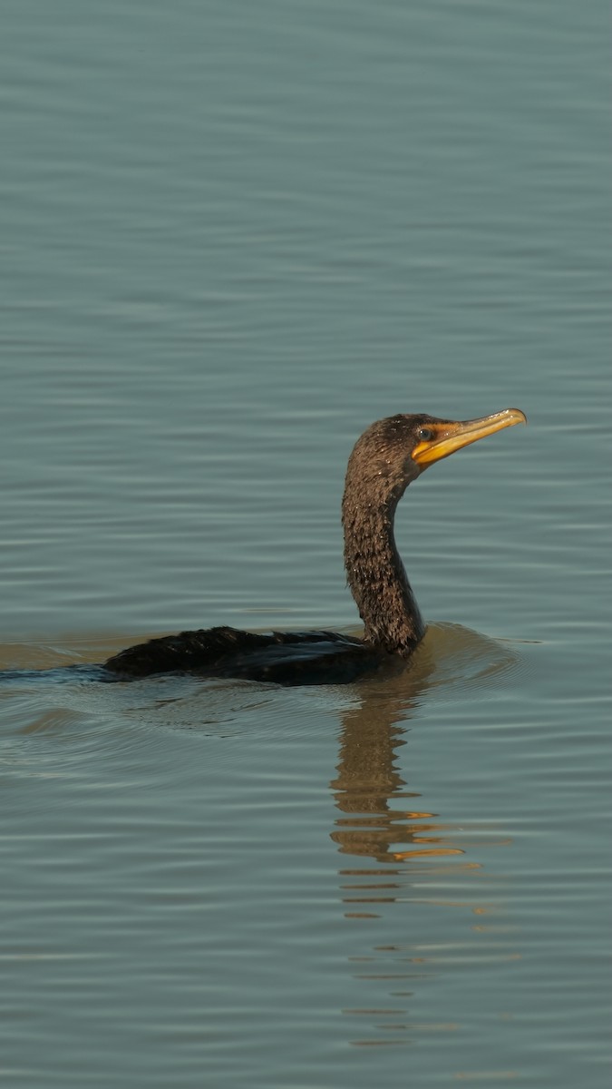 Cormoran à aigrettes - ML643945412