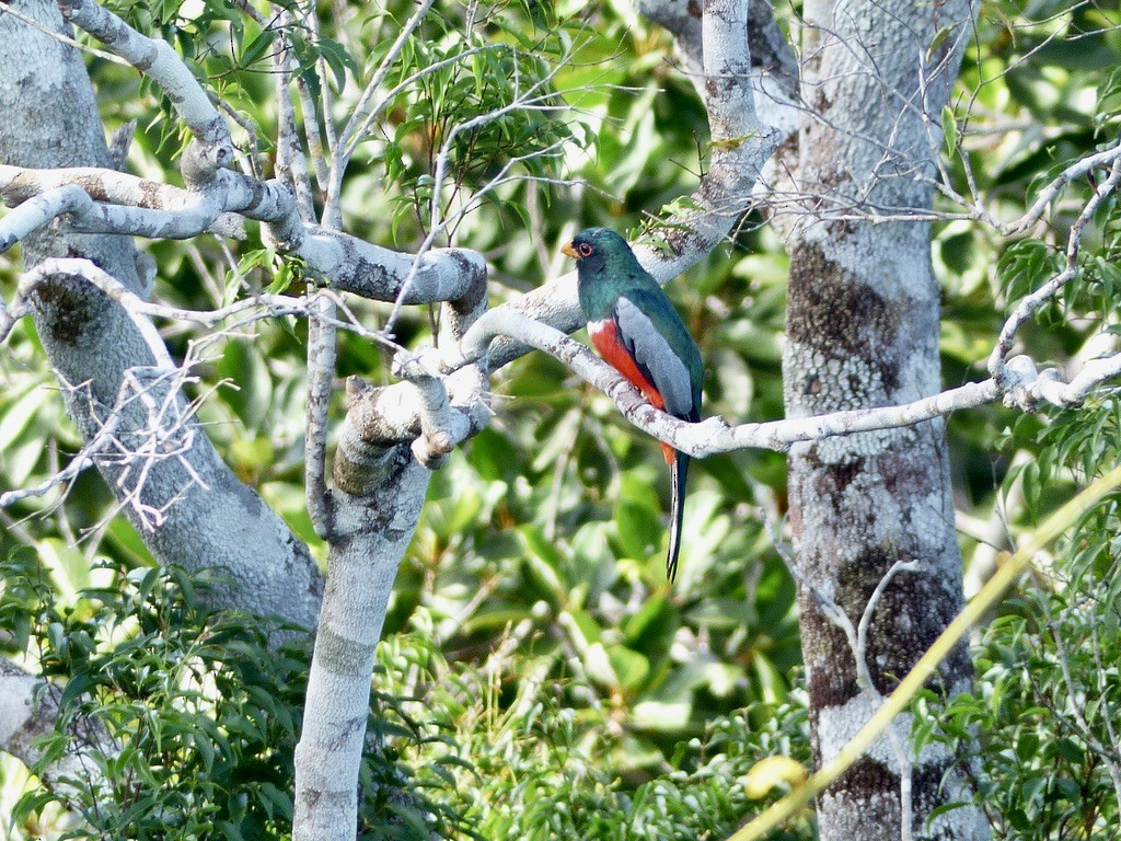 Black-tailed Trogon - ML643945417
