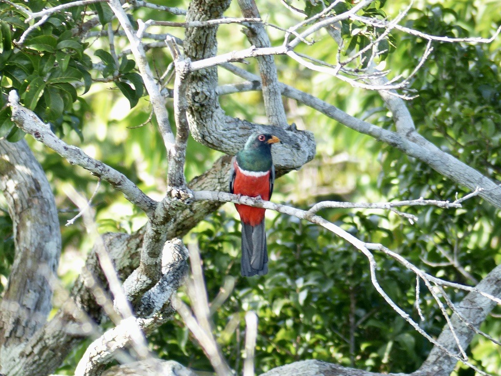 Black-tailed Trogon - ML643945418