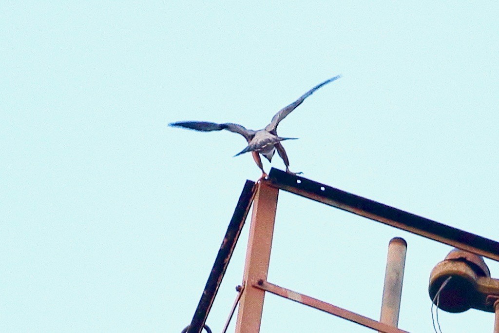 Faucon pèlerin (peregrinator) - ML643945419