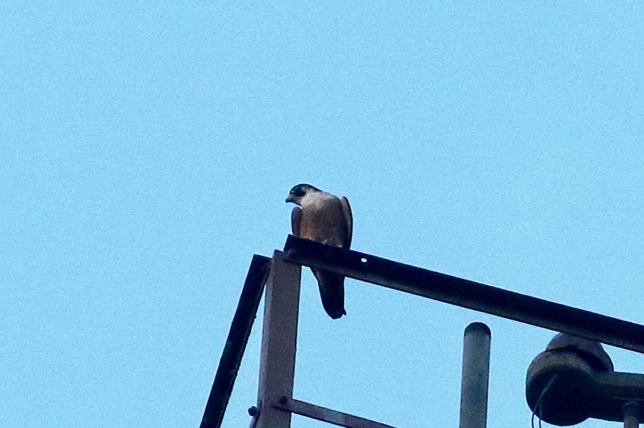 Faucon pèlerin (peregrinator) - ML643945420