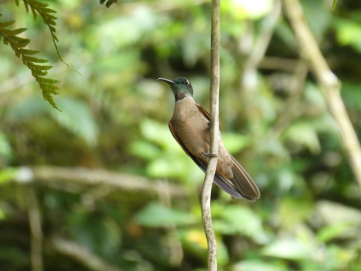 Fawn-breasted Brilliant - ML643945429