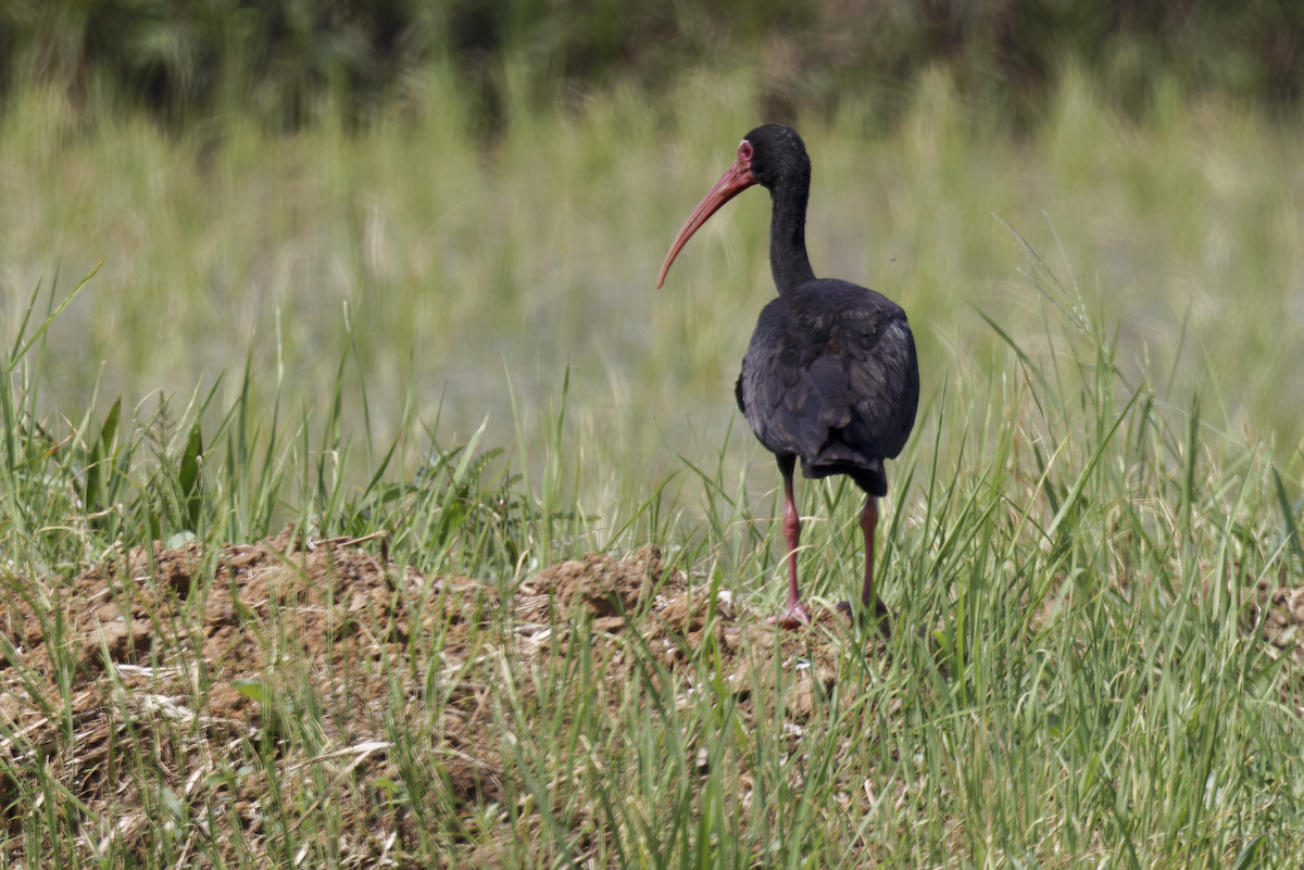 rødmaskeibis - ML643945452