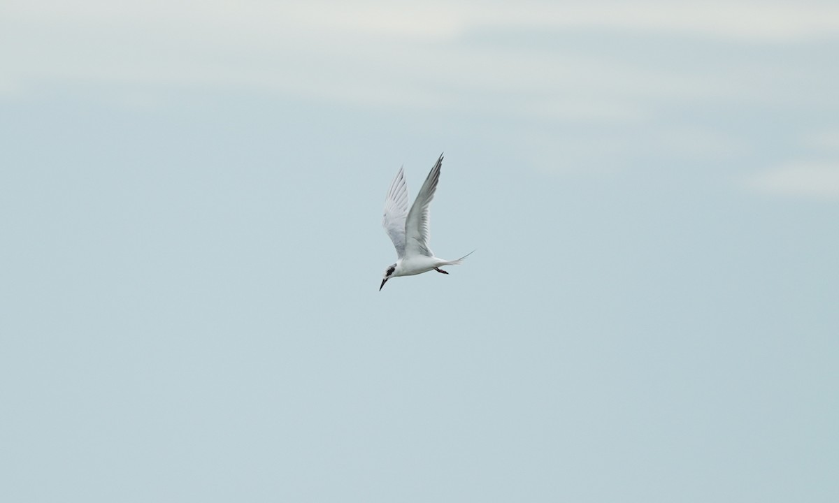 Forster's Tern - ML643945454