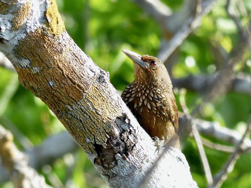 Cinnamon-throated Woodcreeper - ML643945455