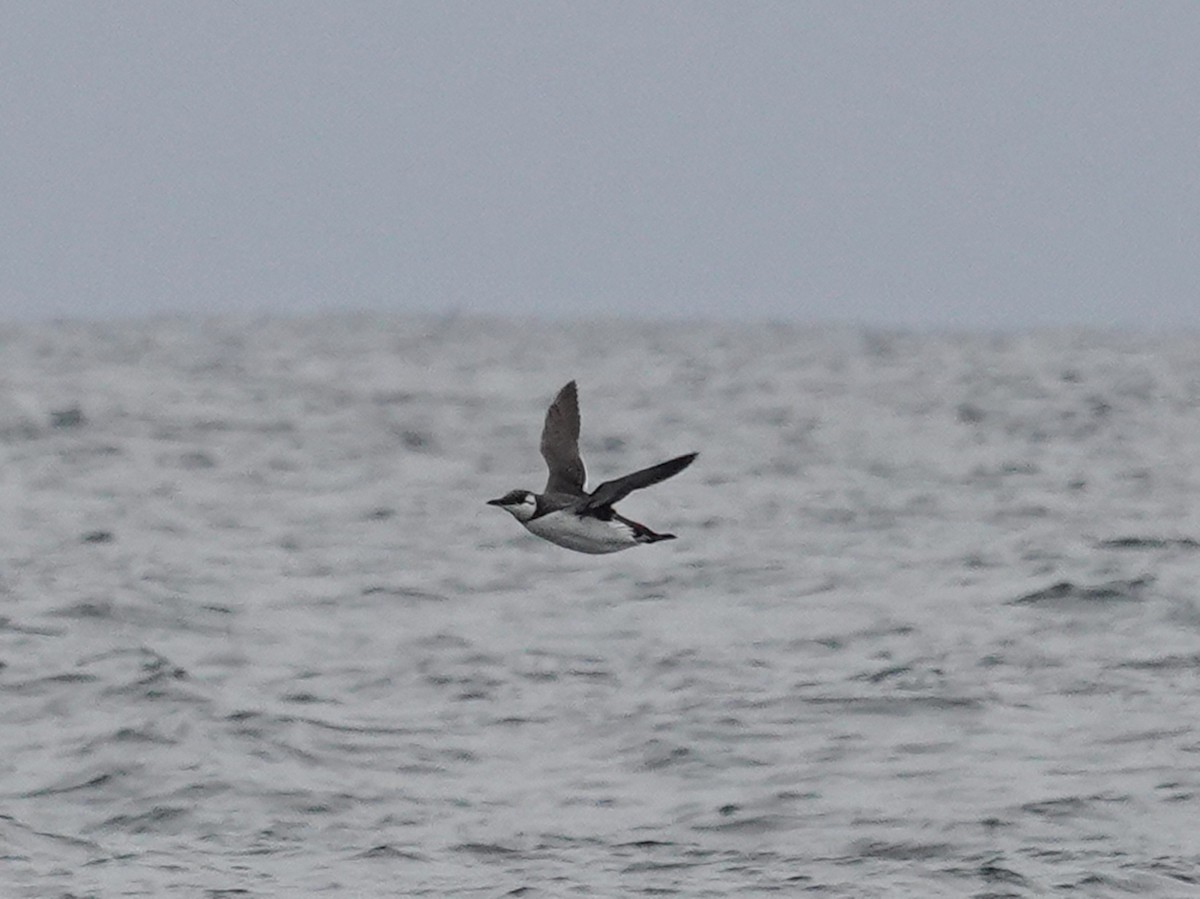 Common Murre - ML643945474