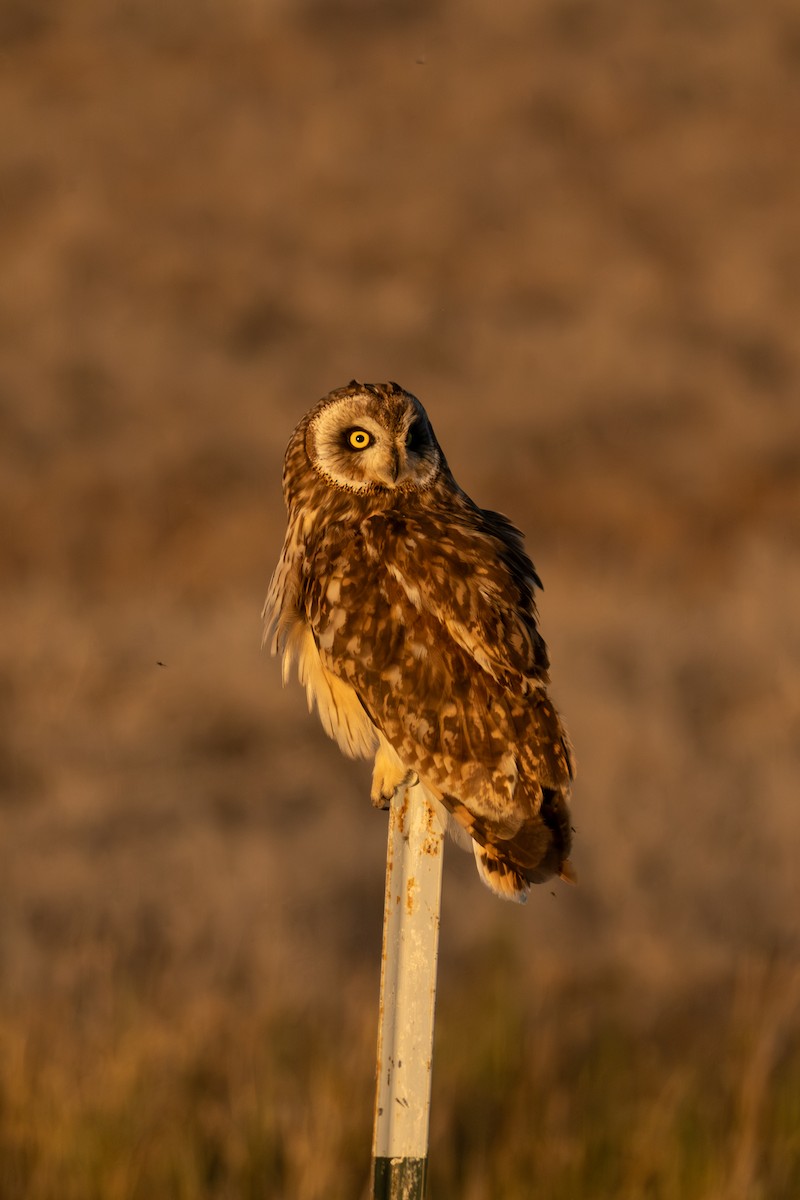 Short-eared Owl - ML643945475