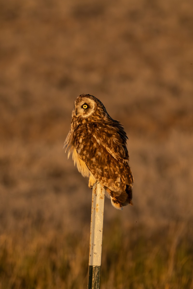 Short-eared Owl - ML643945476
