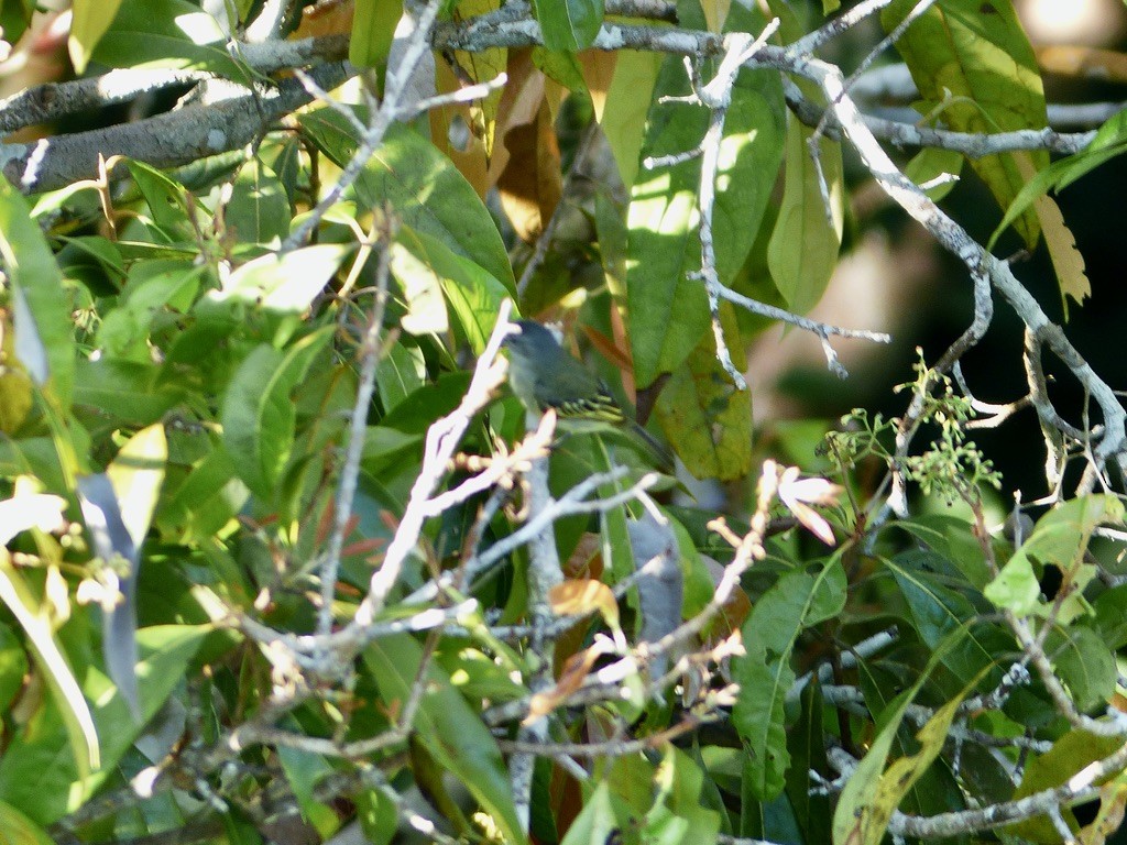 Guianan Tyrannulet - ML643945479