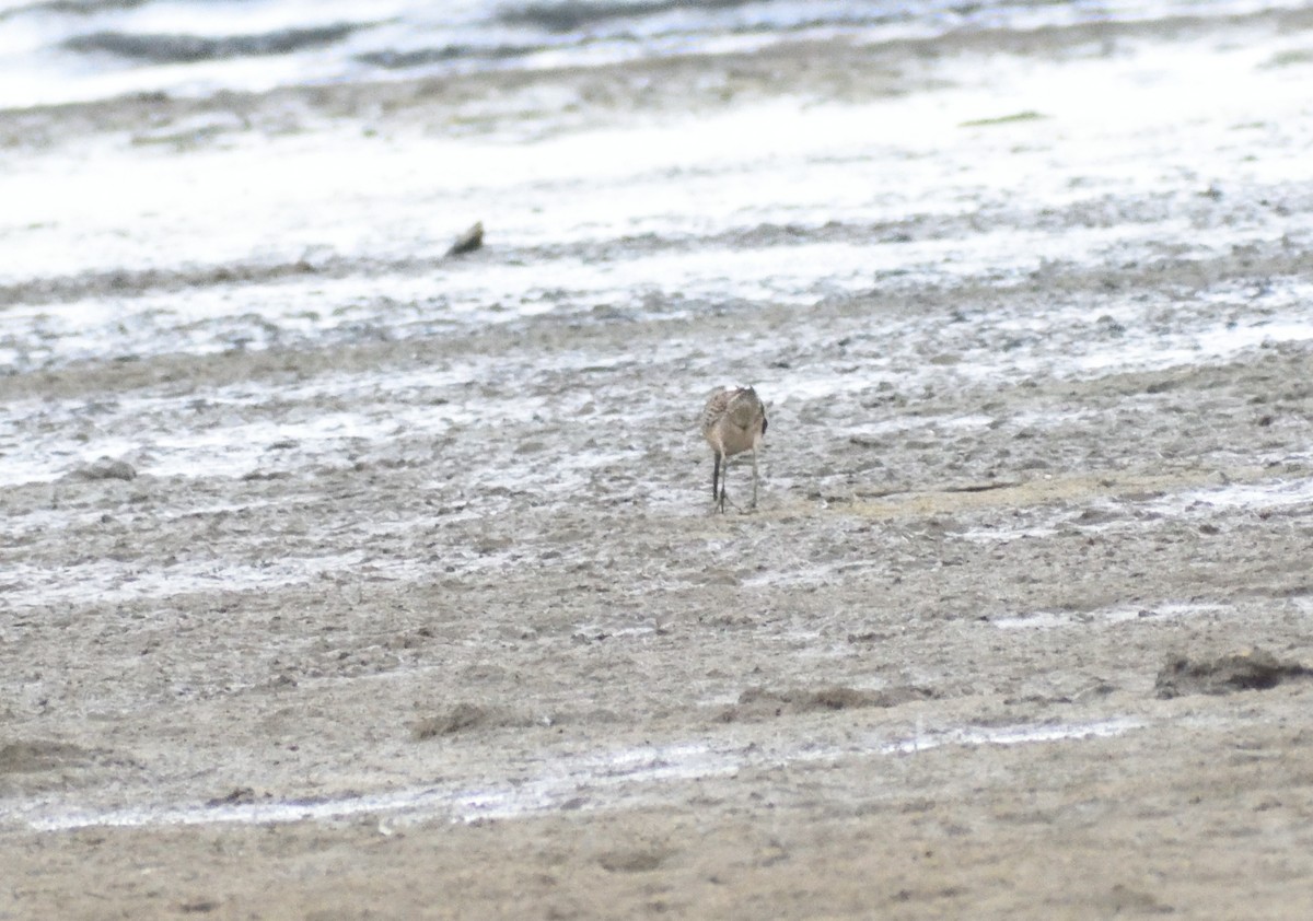 kortnebbekkasinsnipe - ML643945487