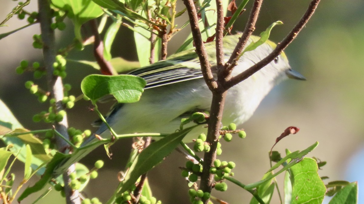 brunsideparula - ML643945497