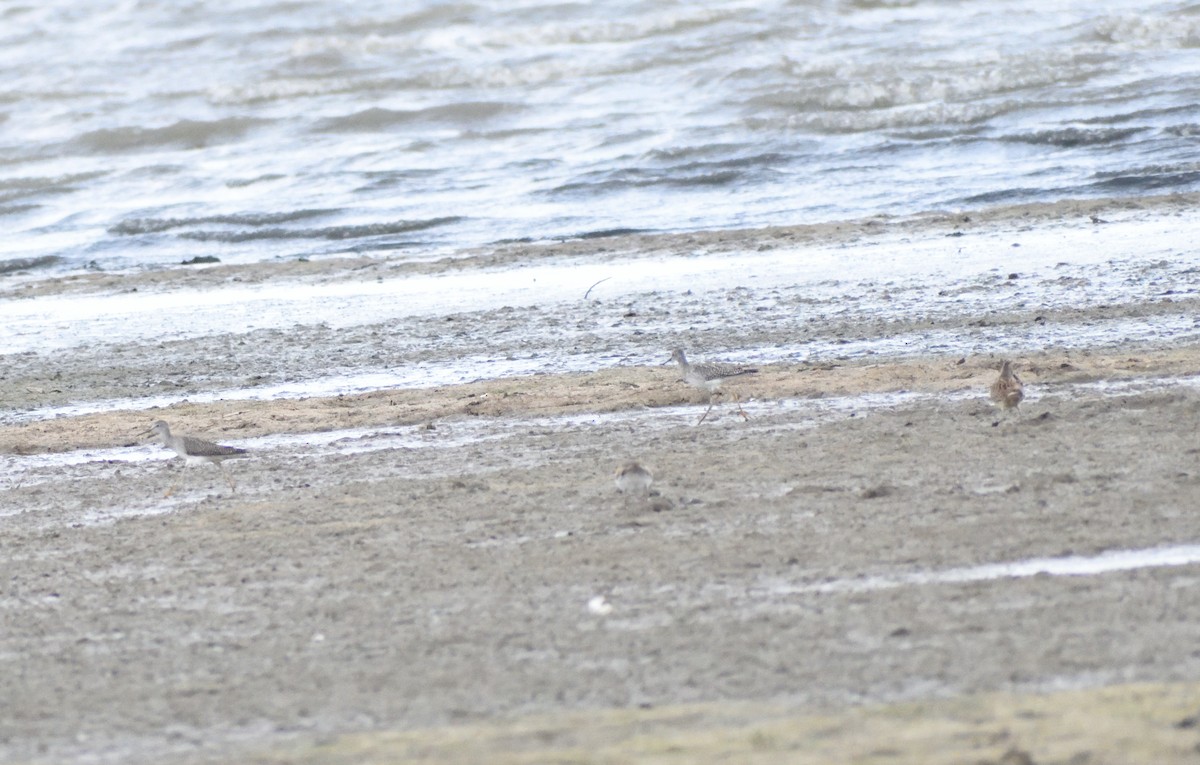 gulbeinsnipe - ML643945504