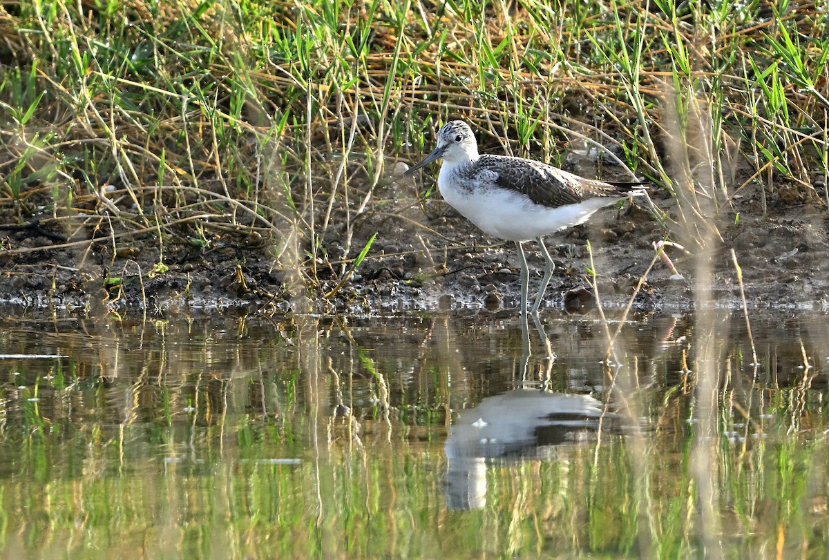 gluttsnipe - ML643945505