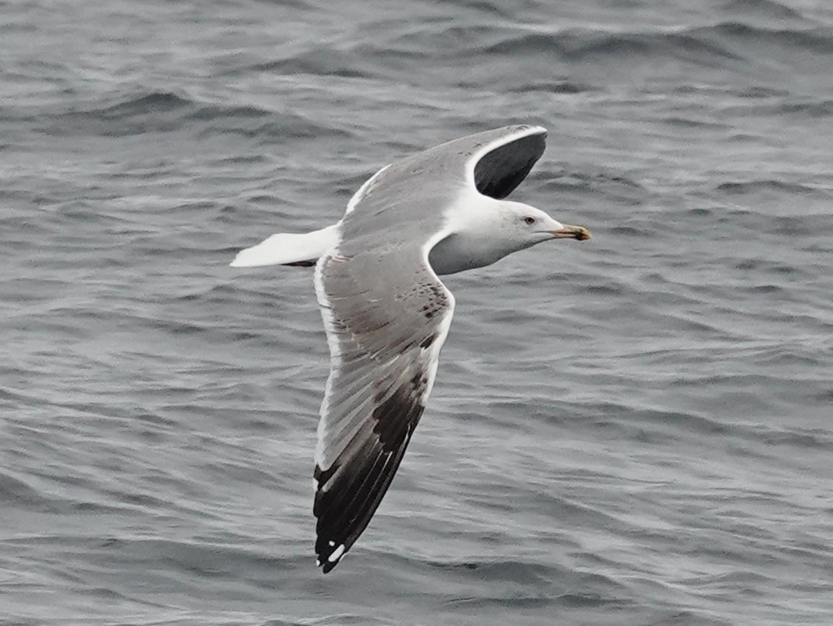 gulbeinmåke - ML643945516