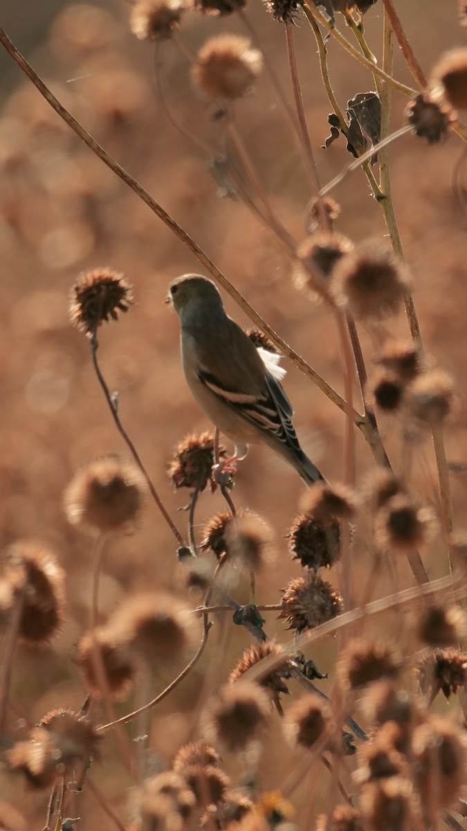 gulstillits - ML643945520